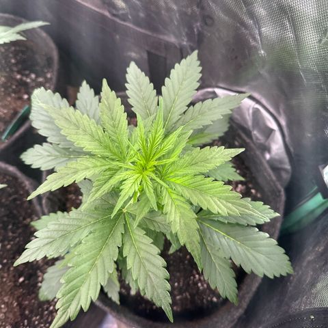 FB420 Original Gorilla 🦍Zkittles Blue growlog timeline photo