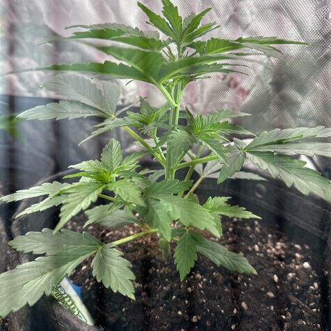 FB420 Original Gorilla 🦍Zkittles Blue growlog timeline photo
