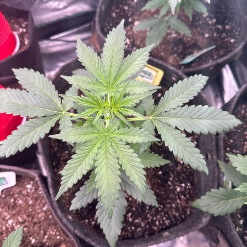 FB420 Original Gorilla 🦍Zkittles Yellow growlog timeline photo