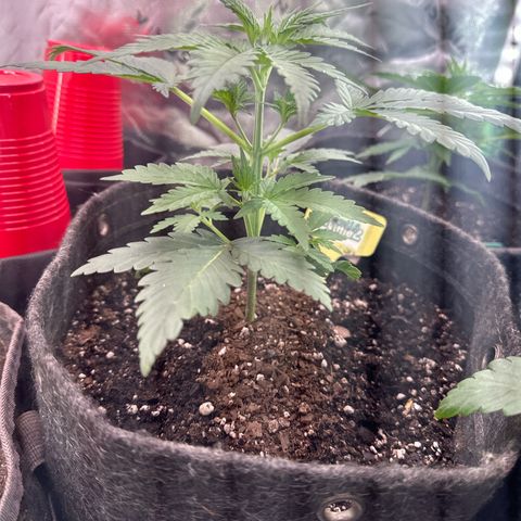 FB420 Original Gorilla 🦍Zkittles Yellow growlog timeline photo