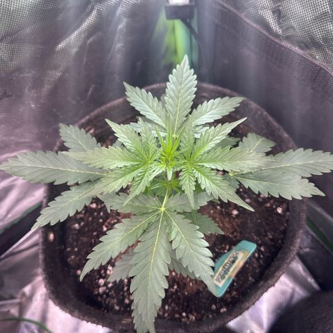 FB420 Original Gorilla 🦍Zkittles Green growlog timeline photo