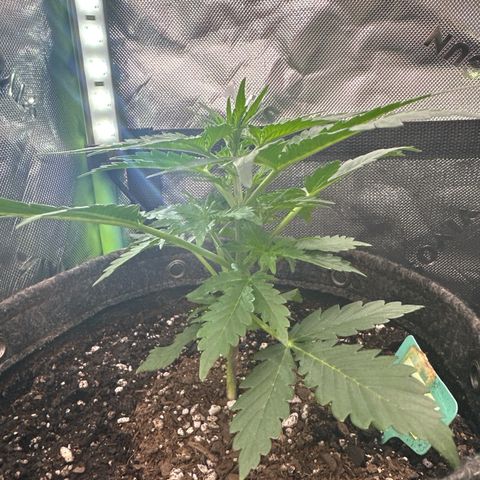 FB420 Original Gorilla 🦍Zkittles Green growlog timeline photo