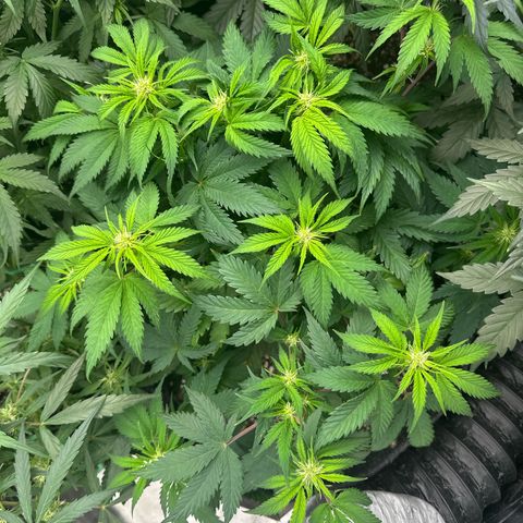 Trizzlerz 🍒 #1 growlog timeline photo