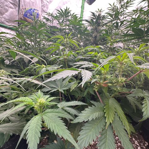 Trizzlerz 🍒 #1 growlog timeline photo