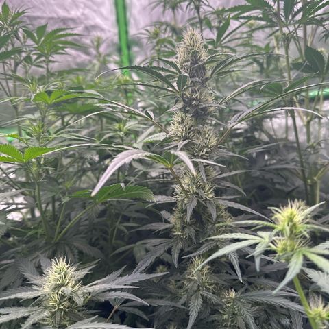 Trizzlerz 🍒 #2 growlog timeline photo