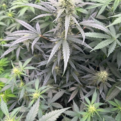 Trizzlerz 🍒 #2 growlog timeline photo