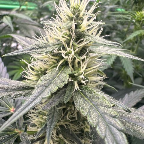 Trizzlerz 🍒 #2 growlog timeline photo