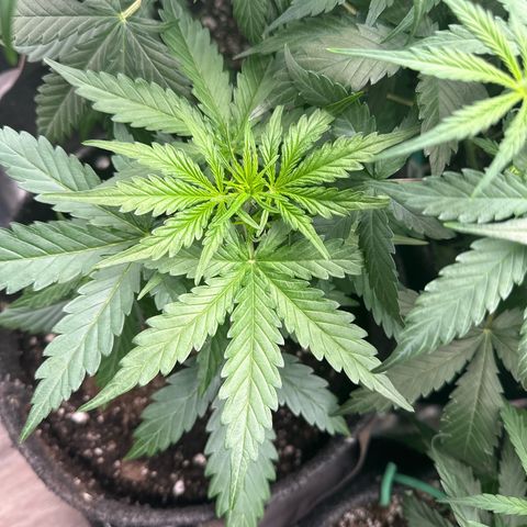 FB420 Original Gorilla 🦍Zkittles Pink growlog timeline photo
