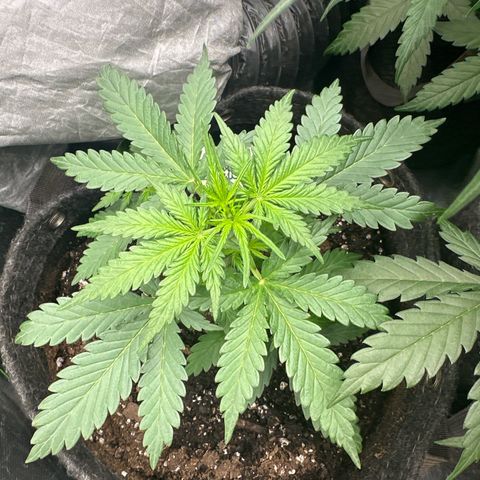 FB420 Original Gorilla 🦍Zkittles White growlog timeline photo