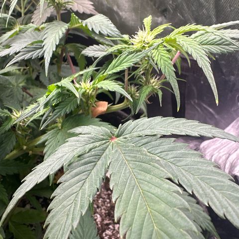 Trizzlerz 🍒 #1 growlog timeline photo