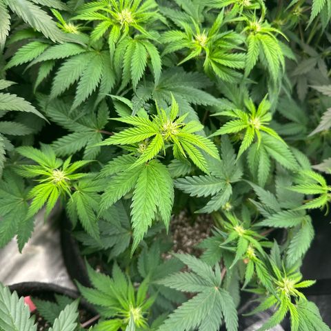Trizzlerz 🍒 #1 growlog timeline photo