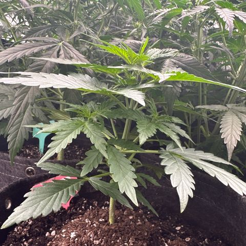 FB420 Original Gorilla 🦍Zkittles Pink growlog timeline photo