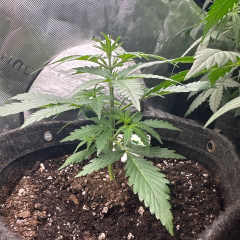 FB420 Original Gorilla 🦍Zkittles White growlog timeline photo