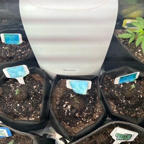 Birthday 🎉 Cake 🎂 Oreoz #3 growlog timeline photo