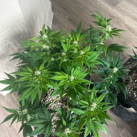 Trizzlerz 🍒 #1 growlog timeline photo
