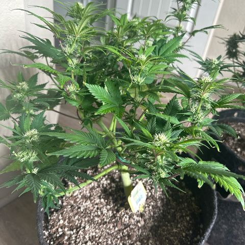 Trizzlerz 🍒 #1 growlog timeline photo