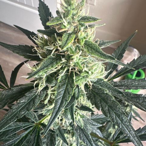 Trizzlerz 🍒 #2 growlog timeline photo