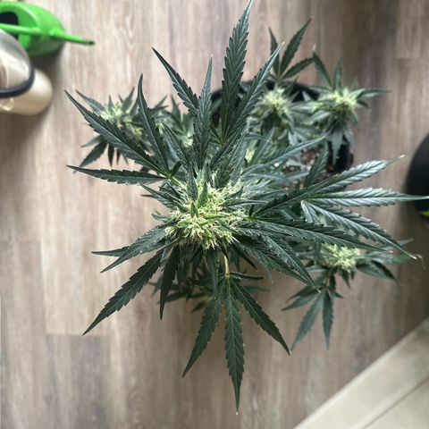 Trizzlerz 🍒 #2 growlog timeline photo