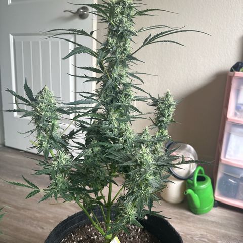 Trizzlerz 🍒 #2 growlog timeline photo
