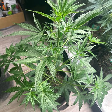 FB420 Original Gorilla 🦍Zkittles Pink growlog timeline photo
