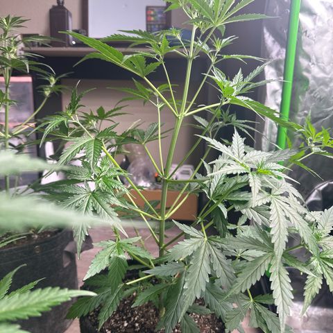 FB420 Original Gorilla 🦍Zkittles Pink growlog timeline photo