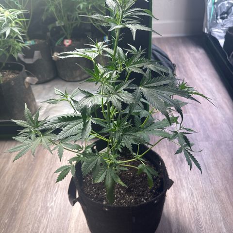 FB420 Original Gorilla 🦍Zkittles White growlog timeline photo
