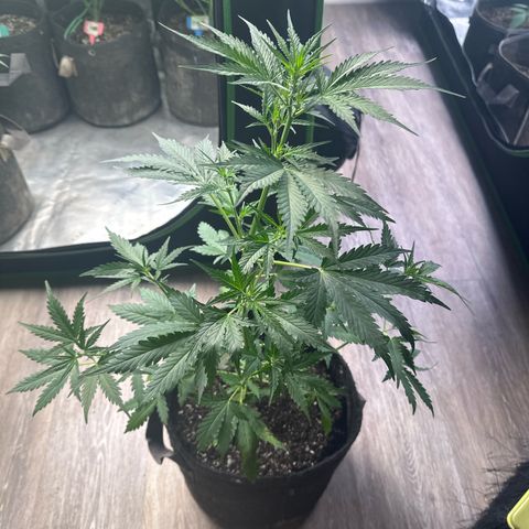 FB420 Original Gorilla 🦍Zkittles White growlog timeline photo