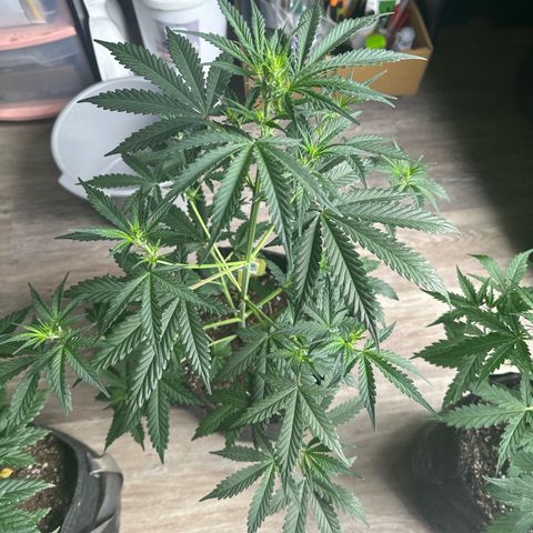FB420 Original Gorilla 🦍Zkittles Yellow growlog timeline photo