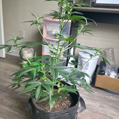 FB420 Original Gorilla 🦍Zkittles Yellow growlog timeline photo