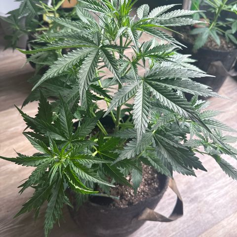 FB420 Original Gorilla 🦍Zkittles Green growlog timeline photo