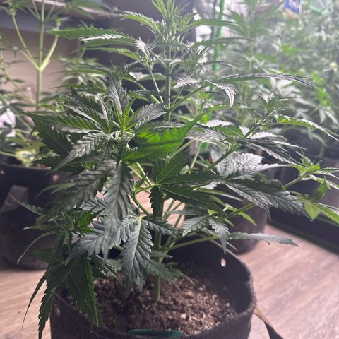 FB420 Original Gorilla 🦍Zkittles Green growlog timeline photo
