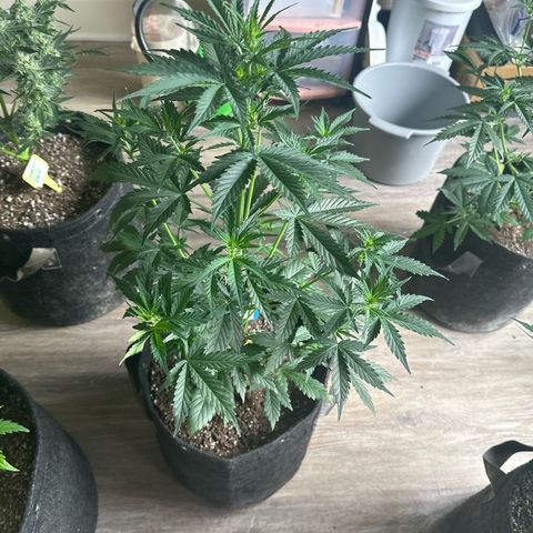FB420 Original Gorilla 🦍Zkittles Blue growlog timeline photo
