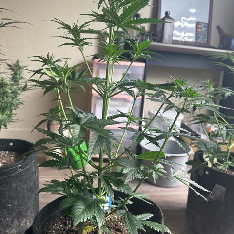 FB420 Original Gorilla 🦍Zkittles Blue growlog timeline photo