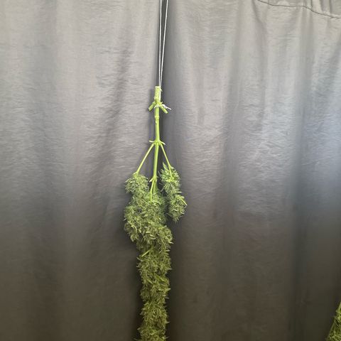 Trizzlerz 🍒 #2 growlog timeline photo