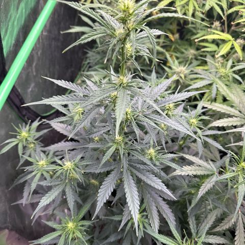 FB420 Original Gorilla 🦍Zkittles Blue growlog timeline photo