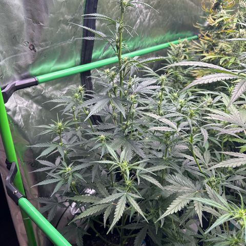 FB420 Original Gorilla 🦍Zkittles Blue growlog timeline photo