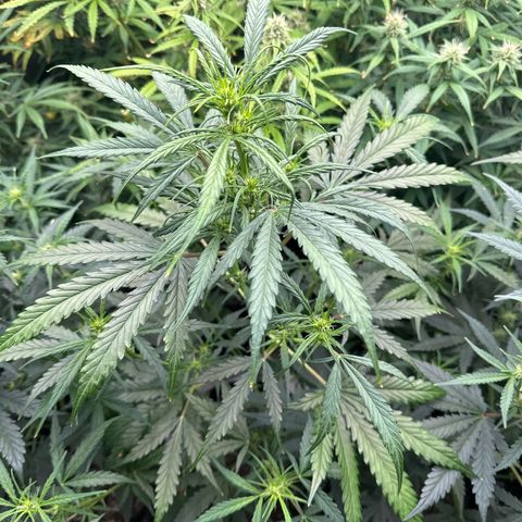 FB420 Original Gorilla 🦍Zkittles White growlog timeline photo