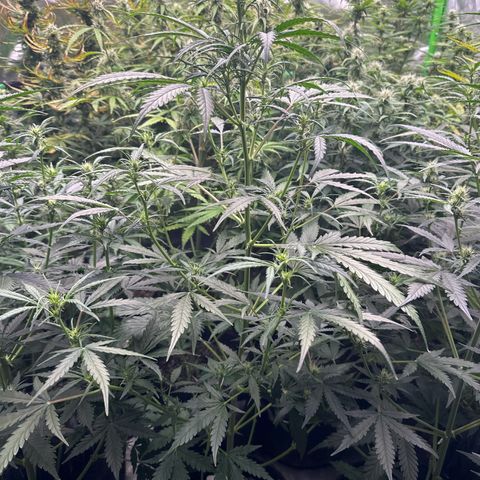 FB420 Original Gorilla 🦍Zkittles White growlog timeline photo