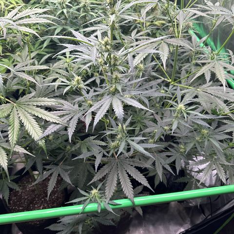 FB420 Original Gorilla 🦍Zkittles Yellow growlog timeline photo