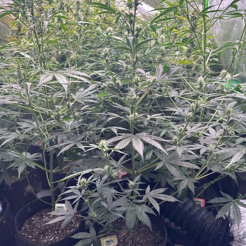 FB420 Original Gorilla 🦍Zkittles Yellow growlog timeline photo