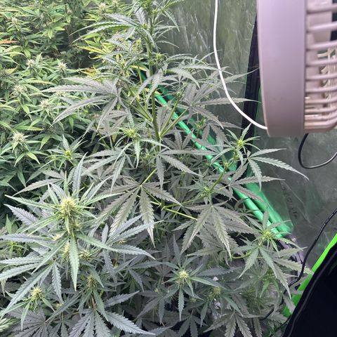 FB420 Original Gorilla 🦍Zkittles Pink growlog timeline photo