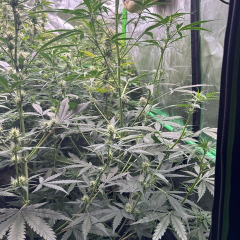 FB420 Original Gorilla 🦍Zkittles Pink growlog timeline photo