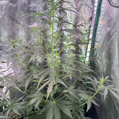 FB420 Original Gorilla 🦍Zkittles Green growlog timeline photo