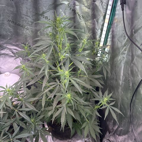 FB420 Original Gorilla 🦍Zkittles Green growlog timeline photo