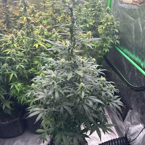 FB420 Original Gorilla 🦍Zkittles Blue growlog timeline photo