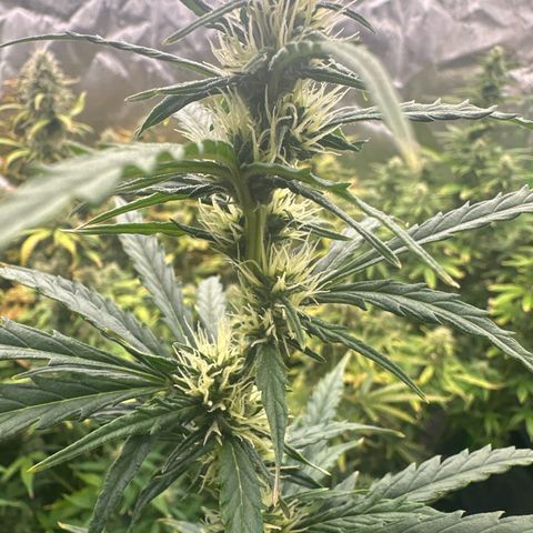 FB420 Original Gorilla 🦍Zkittles Blue growlog timeline photo