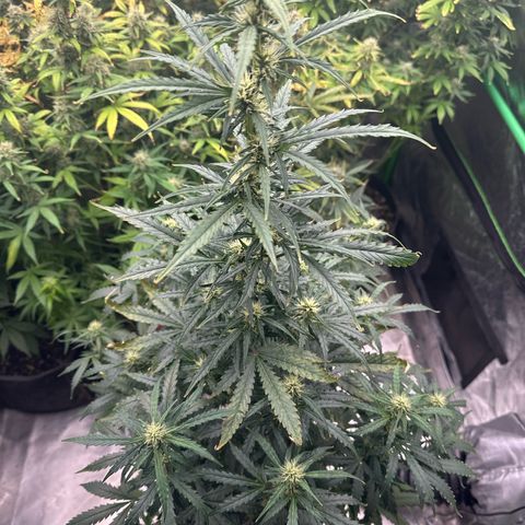 FB420 Original Gorilla 🦍Zkittles Blue growlog timeline photo