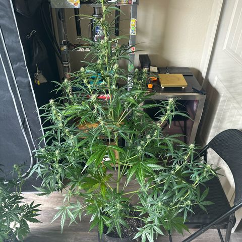 FB420 Original Gorilla 🦍Zkittles Pink growlog timeline photo