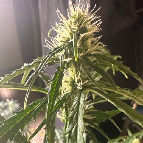 FB420 Original Gorilla 🦍Zkittles Pink growlog timeline photo