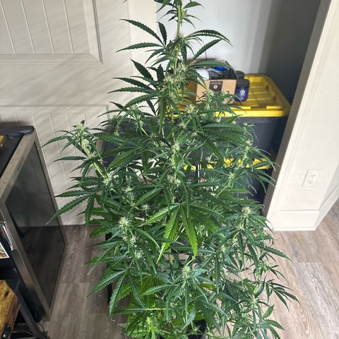 FB420 Original Gorilla 🦍Zkittles Pink growlog timeline photo